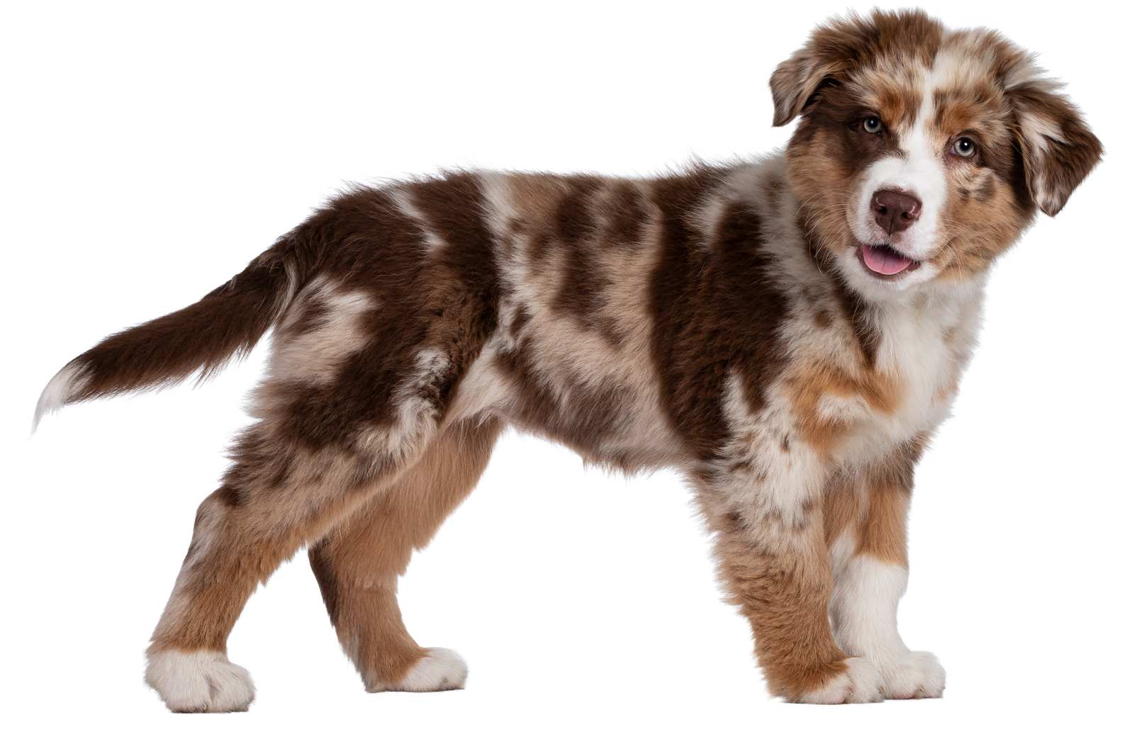 diseño sin título (38)